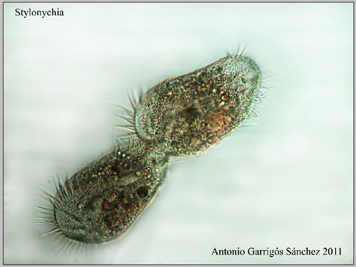Stylonychia